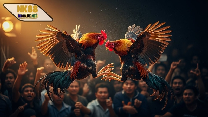 Đá gà Thomo trực tiếp hôm nay – Những điều mà bạn cần biết