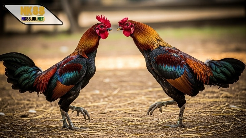 Phân biệt gà Mỹ và gà Asil – Những đặc điểm siêu nổi bật 