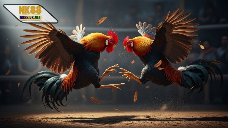 Video đá gà cựa dao mới nhất – Những trận đấu kịch tính nhất